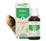 Tilleul (Tilia tomentosa) bourgeon